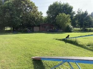 Hundeschule CIAO BELLO bei Gilching Bild 3