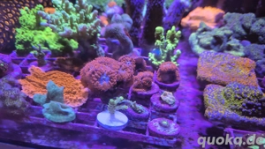 Meerwasser Aquarium Korallen SPS LPS Blastomussa Merleti