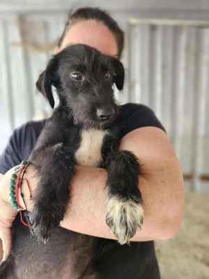 Pepper Schatz sucht nette Familie