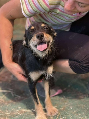 Ella sucht ein liebevolles Zuhause 