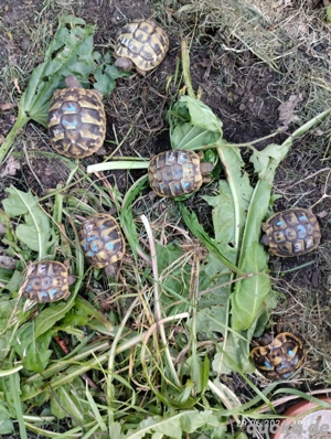 Stadtlohner Schildkröten Babys von 2024