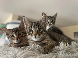 Katzenbabys Maine Coon Mix