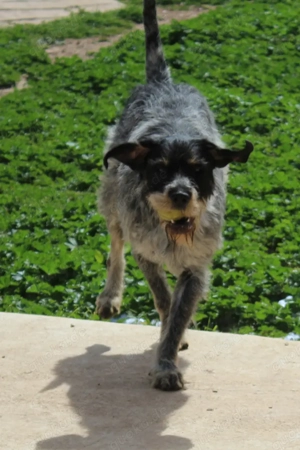 Rudi, freundlicher 4 jähriger Rüde