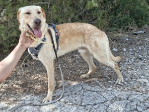 Bobby, grosser junger Rüde