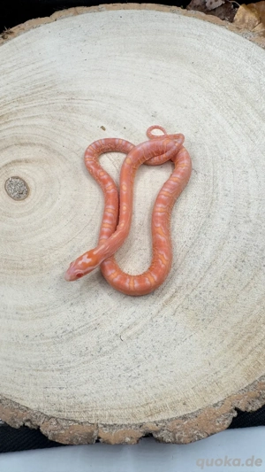 Kornnatter Scaleless Babys