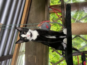 3 KATER    zu verkaufen 