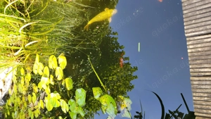 2 Spiegelkarpfen 20-25cm für Gartenteich 