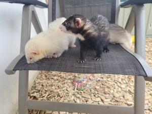 Frettchen suchen neues Zuhause 