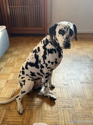 Hübsche Dalmatiner Pepsi