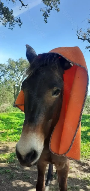 Maultierwallach nervenstark in allen Situationen
