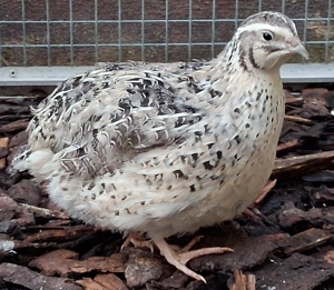 Wachteln in Falbfee  (Jap. Legewachteln)