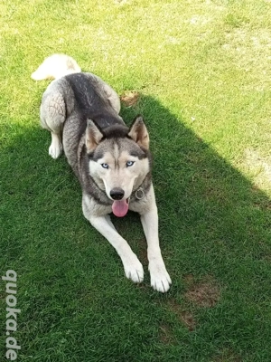 Sibirian Husky