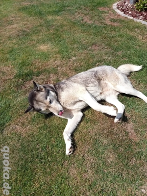 Sibirian Husky Bild 3