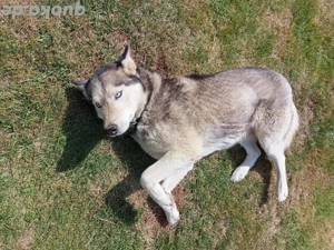 Sibirian Husky Bild 2