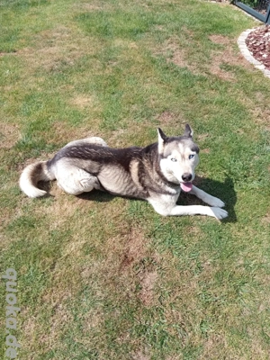 Sibirian Husky Bild 4