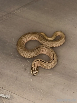 Heterodon nasicus Superconda