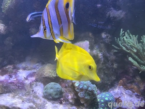Hawaii-Doktorfisch (Zebrasoma flavescens)   gesund & futterfest Bild 2
