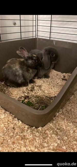 2 jungr Kaninchen inkl. Zubehör