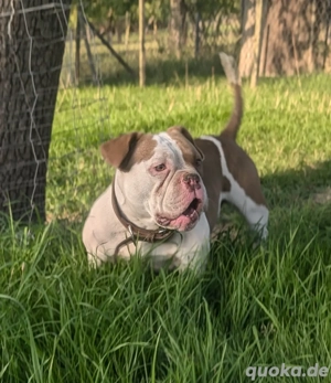 Pocket Bully, alternativ Bulldog 