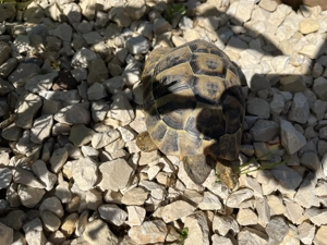 Verkaufe Griechische Landschildkröte, 2019