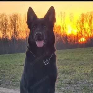 Deckrüde Deutscher Schäferhund