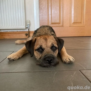Border Terrier Welpe