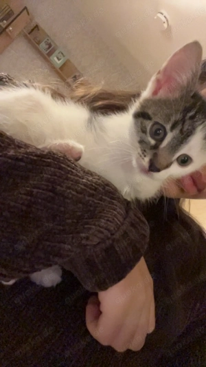 Babykatzen zu verkaufen