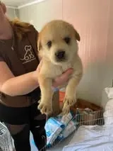 Zamira, PS in Ungarn, ist ein typischer Welpe. Völlig unbedarft und mit viel Energie