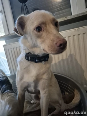 Bildhübcher Levin sucht ein Zuhause