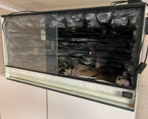 Leopardgecko   3 Plätze sind wieder frei