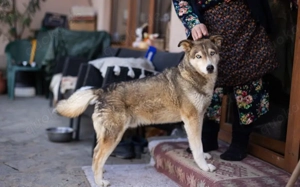 Schüchterner Walzer sucht aktive Familie