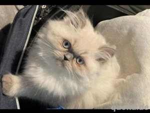 Deckkater mit blauen Augen  Bild 3