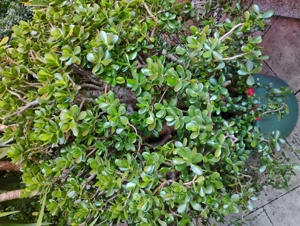 Repräsentative Pflanzen