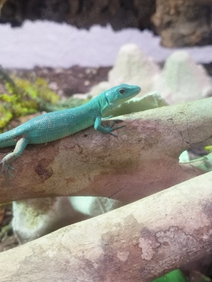 Gastropholis prasina DNZ 25