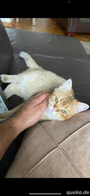 DECKKATER!   Golden Shaded mit türkisfarbenen Augen