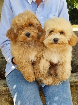 Freundliche, hübsche Maltipoo-Welpen.