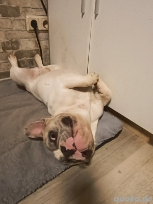 französische Bulldogge 