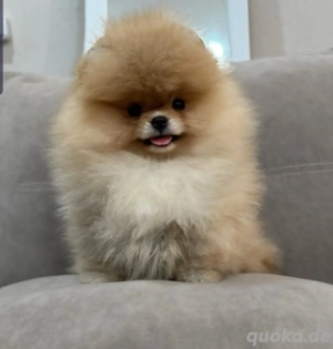 Pomeranian-Welpen