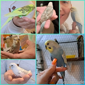 Wellensittiche alle Handzahm und kinderlieb  Bild 6