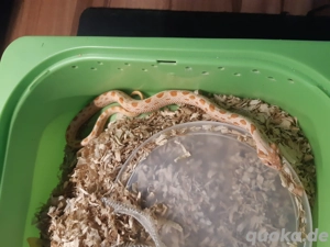 1.1 Heterodon Nasicus Hakennasennatter 