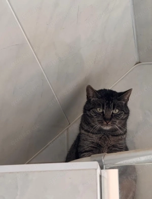 Faltynka sucht Ihr Für immer Zuhause