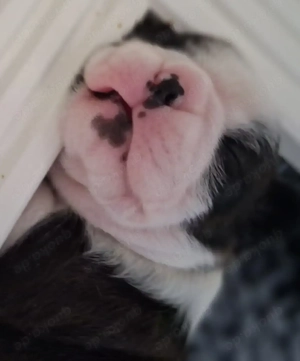 Boston Terrier Welpen zu verkaufen 