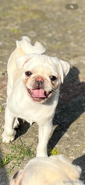 Mops Welpen. (noch 2 Rüde)