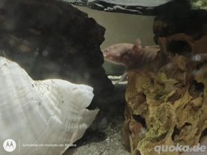 Aquarium mit 4 Axolote 