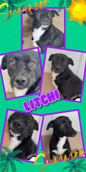 fröhliche, verspielte, freundliche, verschmuste Hündin "Litchi" sucht ein schönes Zuhause 