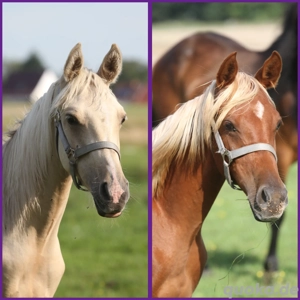 2 Partbred Araber Hengstjährling sucht Herzensmenschen 