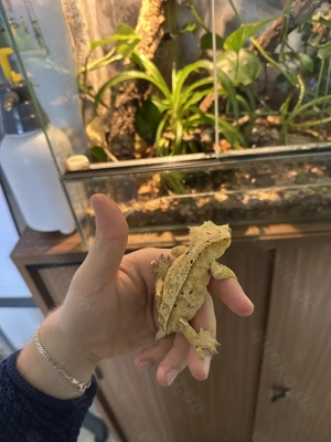 Neukaledonische Kronengeckos 