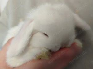 Kleinbleibende Minilop Zwergkaninchen Zwergwidder Kaninchen Widder Minilops Emsdetten Minizwerge 