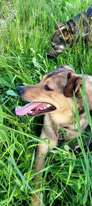 Jim sucht sein zu hause für immer  Bild 5