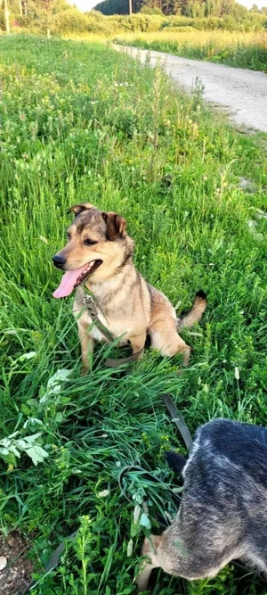 Jim sucht sein zu hause für immer  Bild 3